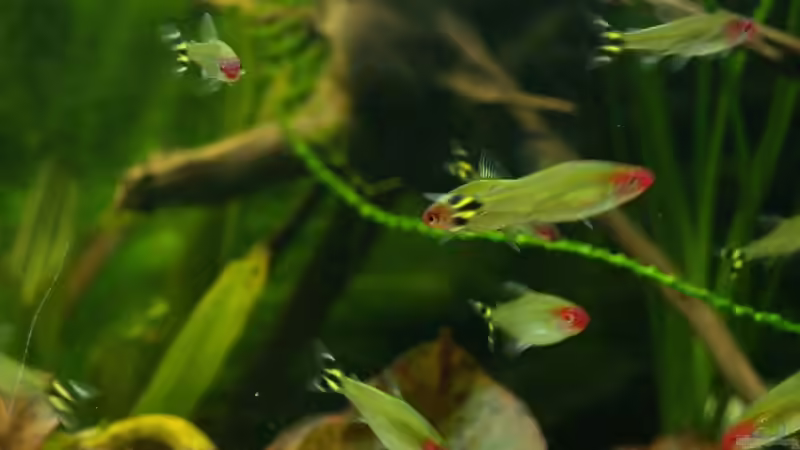 Rotkopfsalmler von rasrol (16)