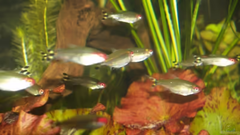 Rotkopfsalmler von rasrol (19)