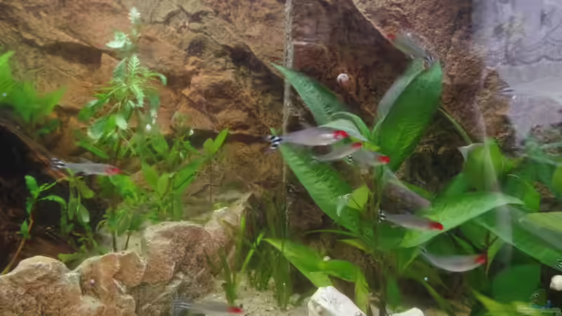 Rotkopfsalmler von raubsau (144)