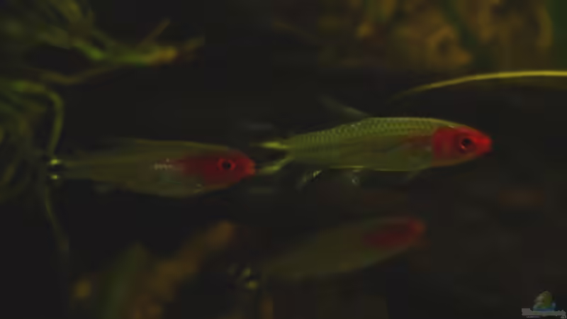 Rotkopfsalmler von S3Racer (6)