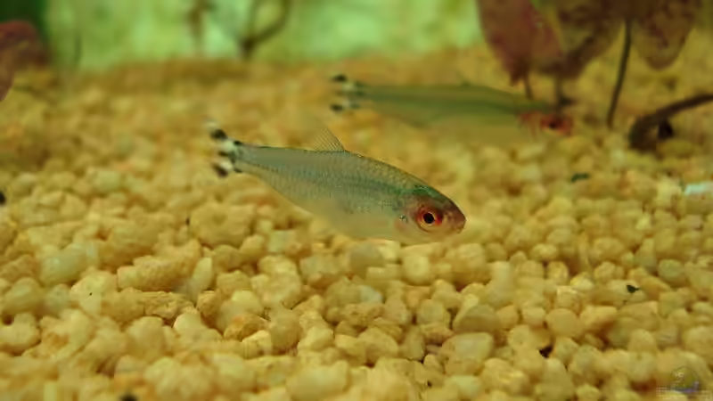 Rotkopfsalmler von Sven Seidel (20)