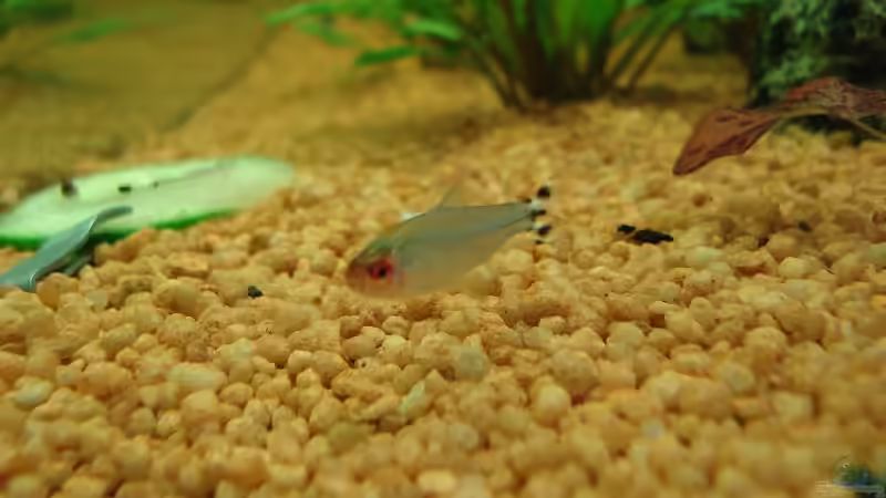 Rotkopfsalmler von Sven Seidel (21)