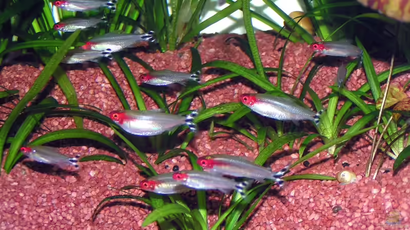 Rotkopfschwarm von Walter Michelis (8)