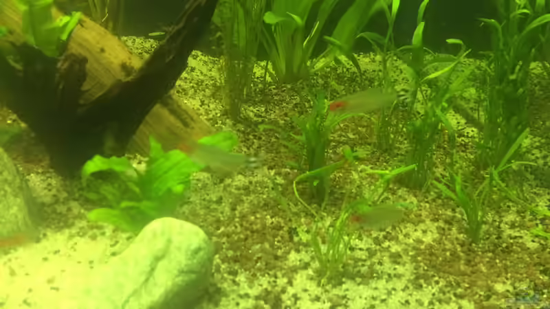 Aquarien mit Hemigrammus rhodostomus (Rotmaulsalmler)