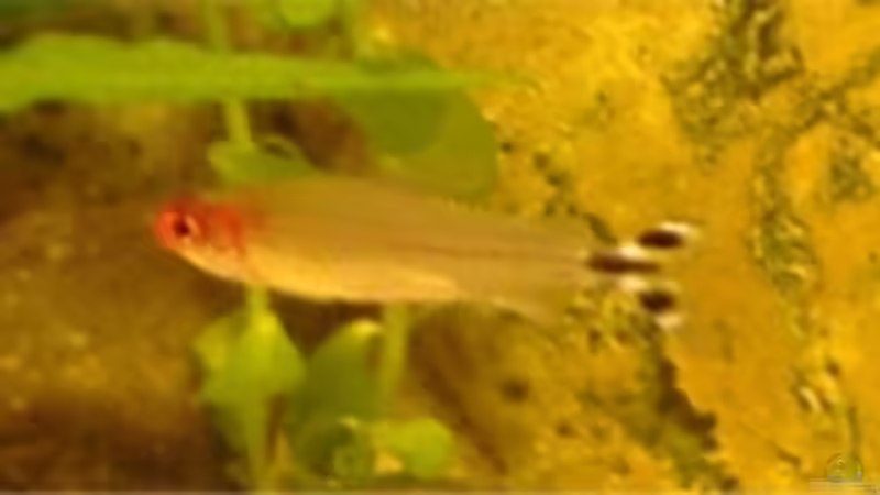 Aquarien mit Hemigrammus rhodostomus (Rotmaulsalmler)