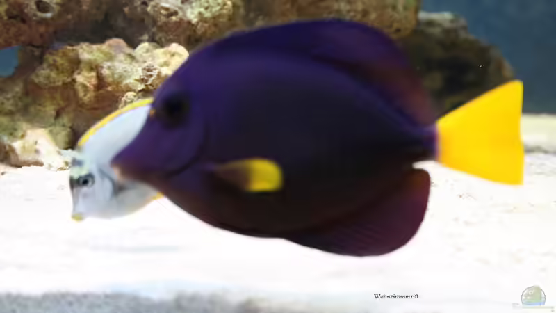 Rotmeerdoc von Pepe (8)