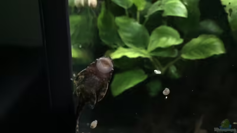 Rotpunktancistrus von Danny (20)