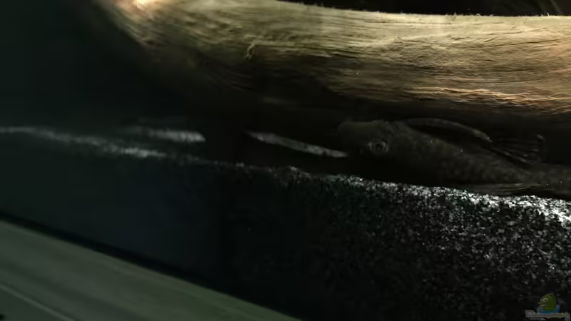 Rotpunktancistrus (w) von Danny (18)