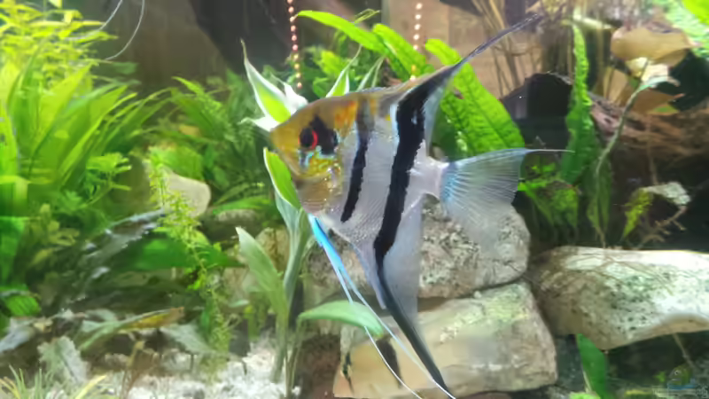 Rotrücken, Pterophyllum scalare  von Polski (17)