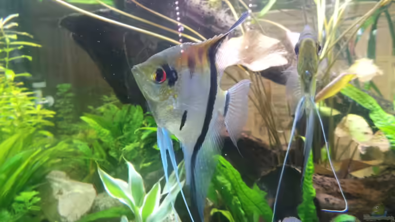 Rotrücken, Pterophyllum scalare  von Polski (18)