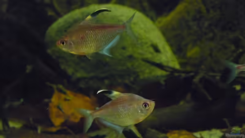 Rotrücken Kirschflecksalmler von DerImperator (15)