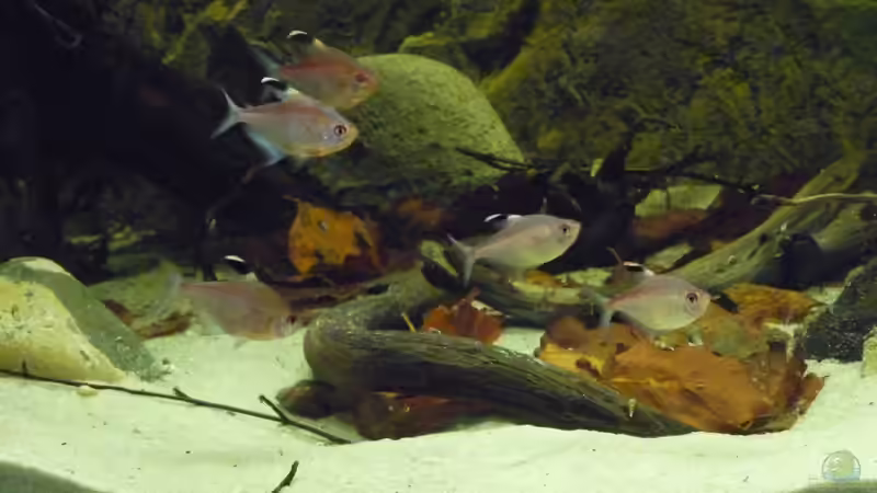 Rotrücken Kirschflecksalmler von DerImperator (16)