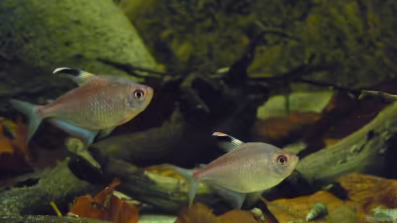 Aquarien mit Hyphessobrycon erythrostigma (Kirschflecksalmler)