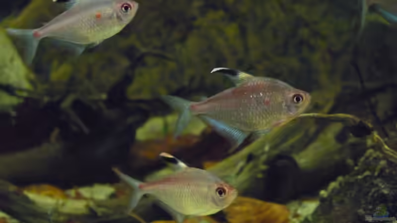 Aquarien mit Hyphessobrycon erythrostigma (Kirschflecksalmler)
