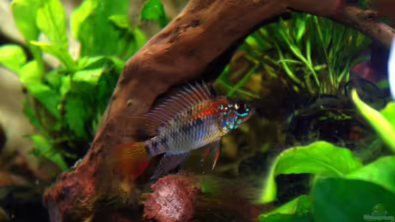 Rotrücken Macmasteri von Tobias Huber (29)