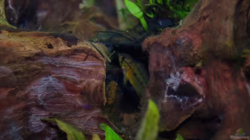 Rotrücken Macmasteri Weibchen bei Brutpflege nach einsatz vor 14Tagen von Tobias Huber (30)