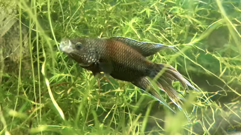 Rotrücken-Makropoden ??? Macropodus erythropterus