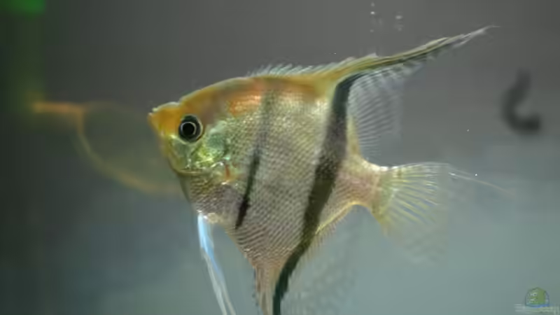 Rotrücken-Skalar (Pterophyllum scalare) von Nadine Brinkmann (8)