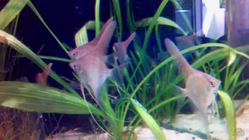 Rotrücken Skalare von Marco Meyer (14)