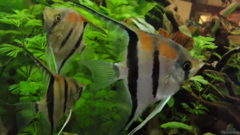 Rotrücken von Maguma (14)