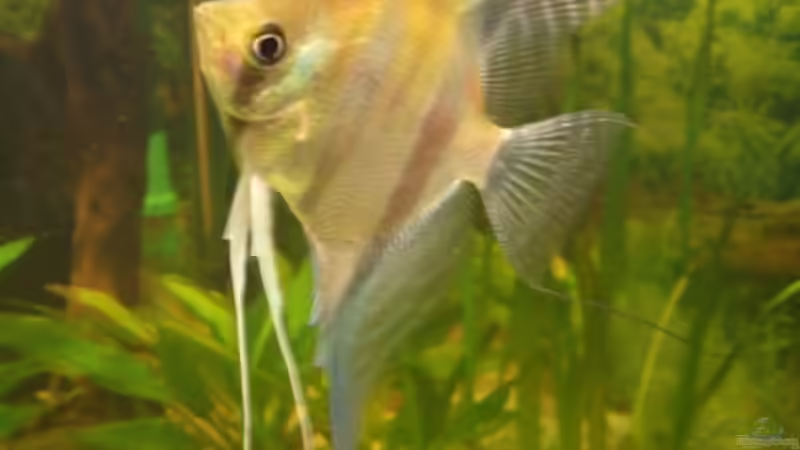 Rotrücken-WF von VL (15)