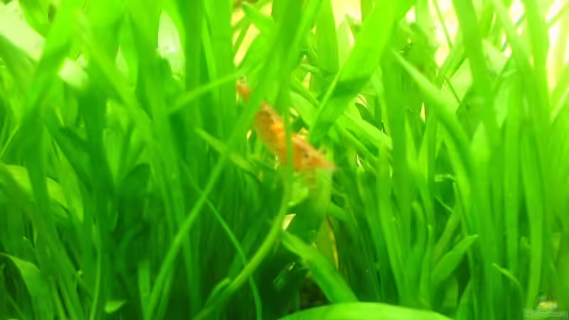 Rotrückengarnele / Nektarinengarnele von Alexander Müller (12)