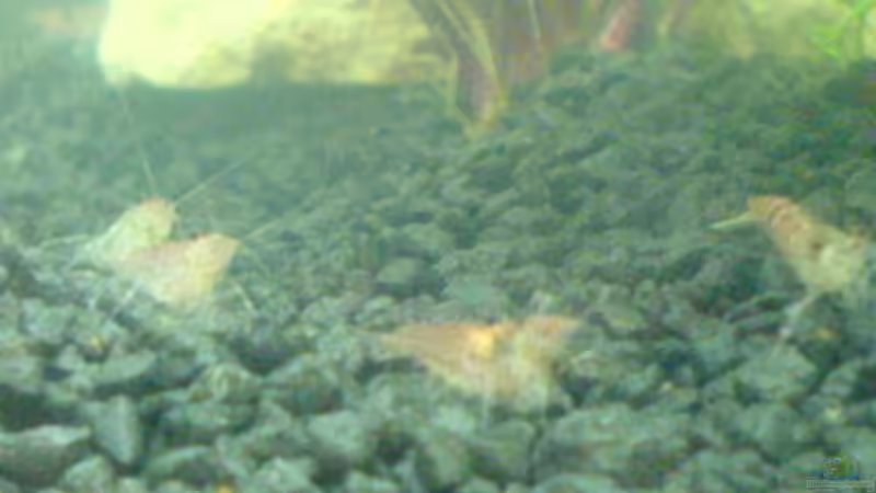 Neocaridina palmata im Aquarium halten (Einrichtungsbeispiele mit Marmor- oder Nektarinengarnelen)