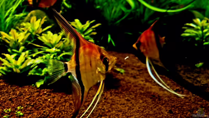 Rotrückenskalar ♂/♀ von Comander (16)