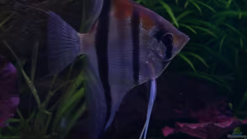 Rotrückenskalar, 1 Jahr alt, Spannweite 14 cm.  von Dirk72 (1)