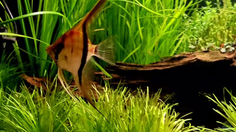 Rotrückenskalar von Comander (15)