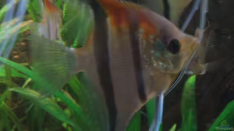 Rotrückenskalar von Stefan-HL (11)