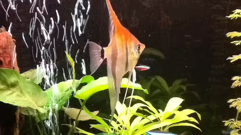 Rotrückenskalar von Süßwasserpirat (15)