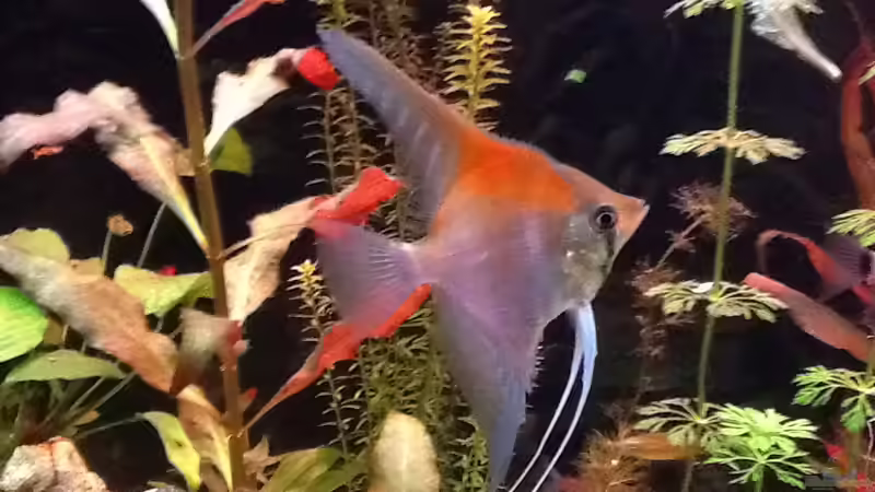 Rotrückenskalar von Süßwasserpirat (17)