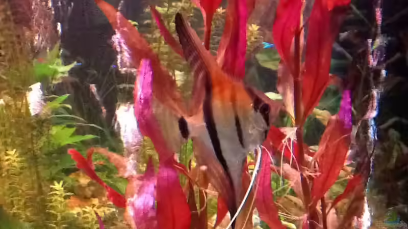 Rotrückenskalar von Süßwasserpirat (18)