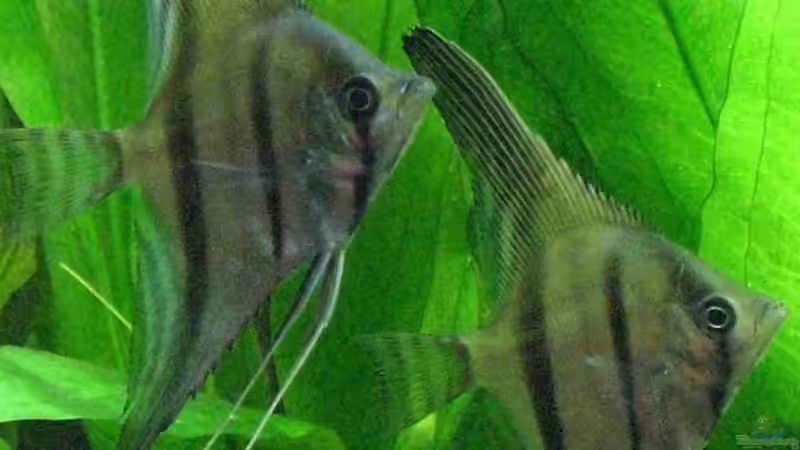 Rotrückenskalare von Oliver Bäcker (9)