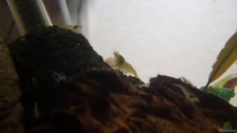 Rotschwanzgarnele mit babys von Daniel (10)