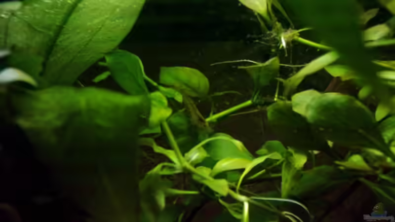 Rotschwanzgarnele von Christine Schebesta (7)