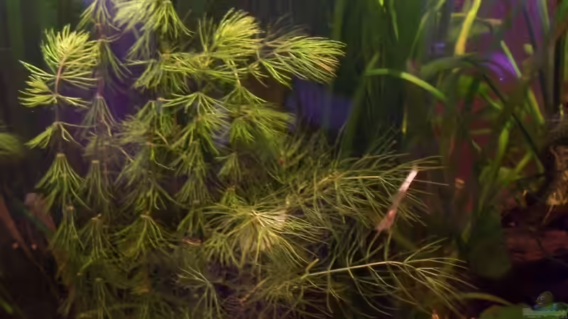 ´rotstängelig´ (Ceratophyllum demersum), Vallisneria ´Tiger´(Vallisneria Spiralis ´Tiger´) von Jens J. (15)
