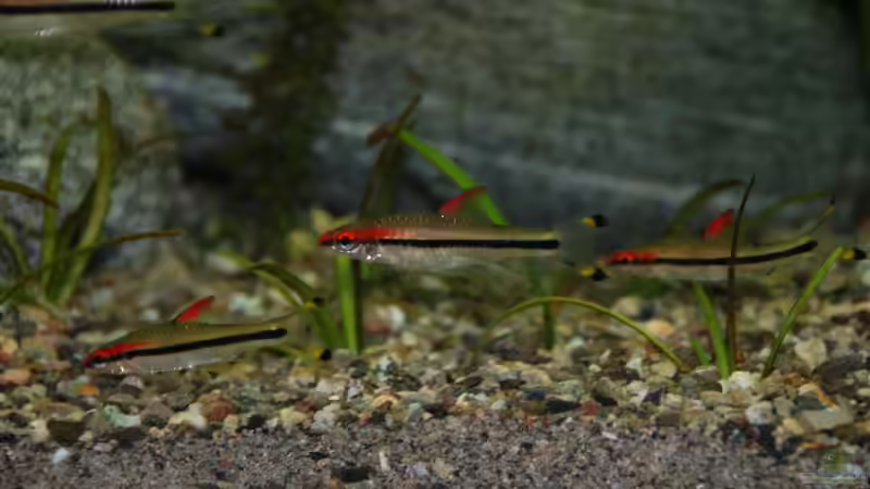 Rotstreifenbarben am Erkunden des neuen Heims von Daniel Monney (14)