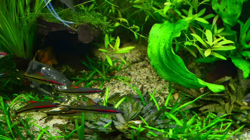 Einrichtungsbeispiele für Aquarien mit Puntius denisonii (Denisonbarbe / Rotstreifenbarbe / Rotstreifen-Torpedofisch)