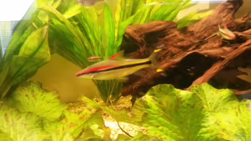 Aquarien mit Barben und Bärblingen