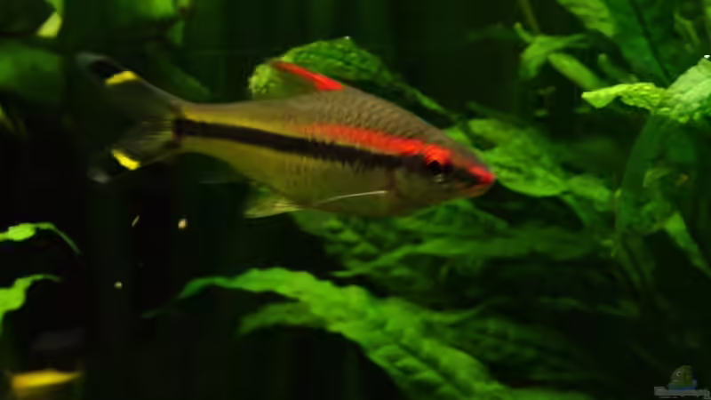 Rotstrichbarbe von Maggus (10)