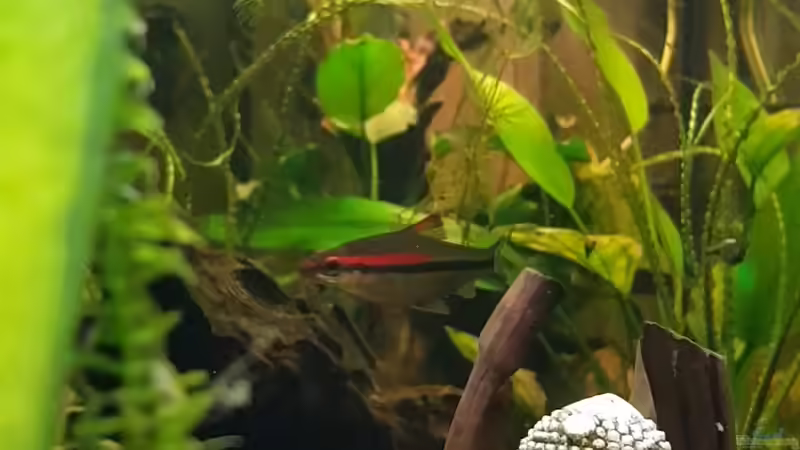 Rotstrichbarben  von Manuela&Mike (16)