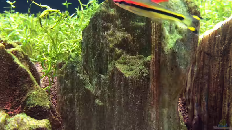 Einrichtungsbeispiele für Aquarien mit Puntius denisonii (Denisonbarbe / Rotstreifenbarbe / Rotstreifen-Torpedofisch)