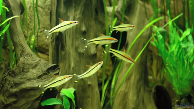 Rotstrichbarben von Stefan Hoffmann (23)