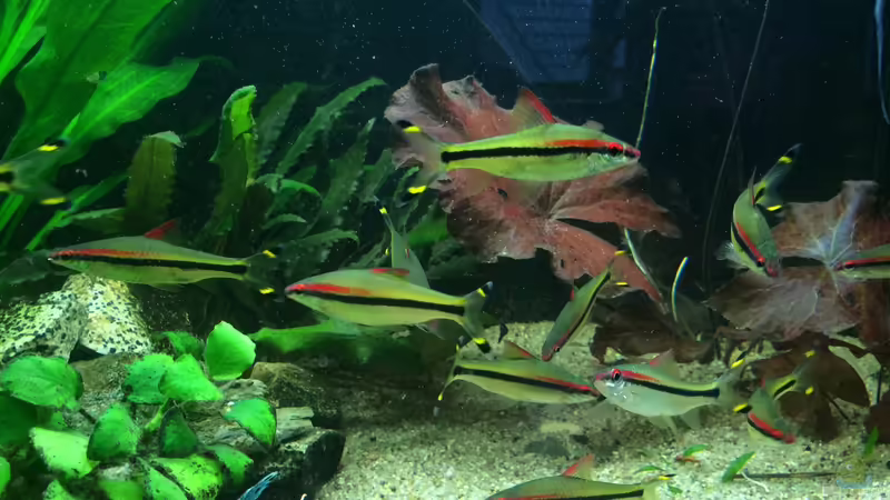 Rotstrichbarben von X-Rayminator (17)