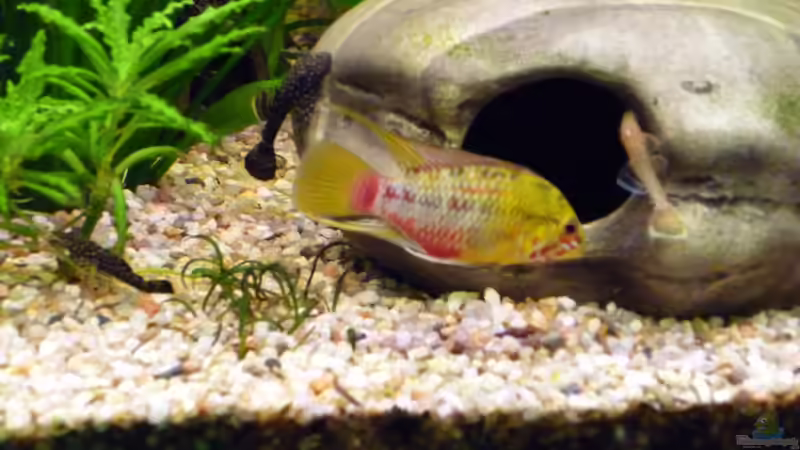 Rotstrichzwergbuntbarsch von MaTrou (9)