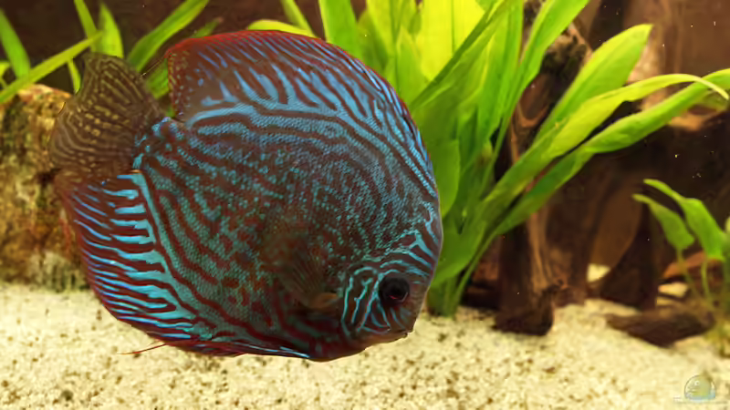 Rottürkis Bock o18cm (05.10.08) von Klaus Kastl (33)