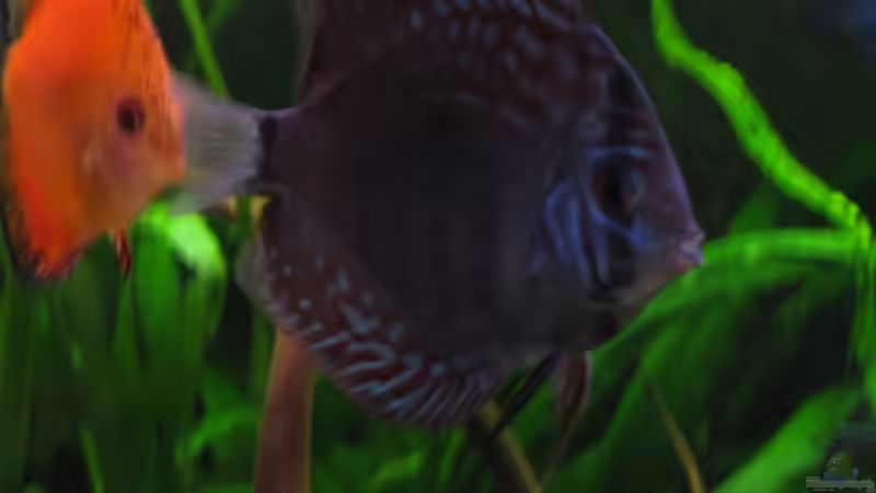 Rottürkis (mehr zu den Disken bei ´Updates´) von Korbi (37)