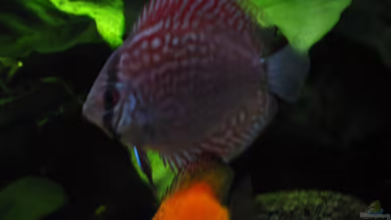 Rottürkis (mehr zu den Disken bei Updates) von Korbi (40)